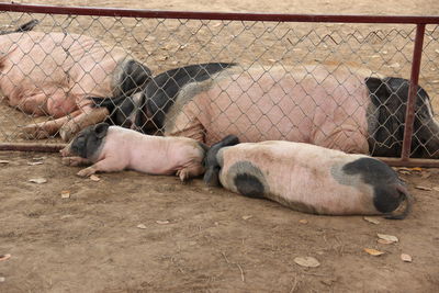 View of pig sleeping by fence