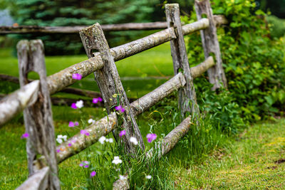 Close-up of a old wooden fence on nice green meadow