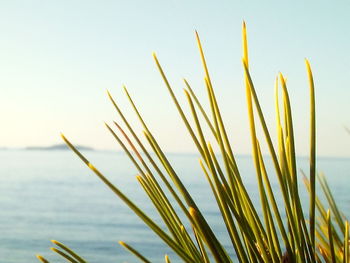 Close-up of grass by sea against sky