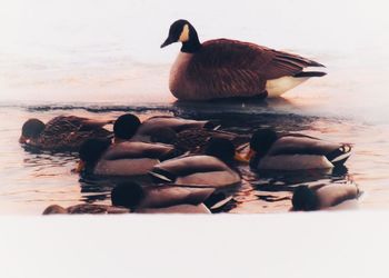 View of duck swimming on lake