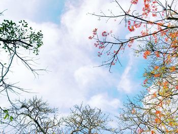 Low angle view of flowering plant against sky