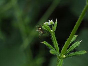 Close-up of insect on plant