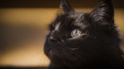 Close-up portrait of a cat