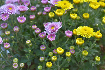 Fresh flower macro photo art is very feeling good when looking.