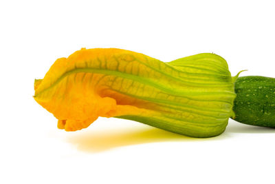 Close-up of yellow leaf against white background