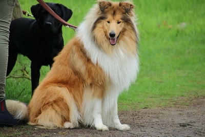 View of a dog on field