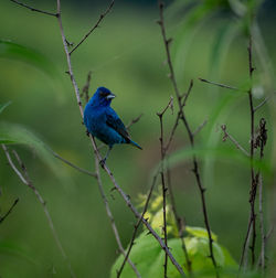 Bird perching on branch