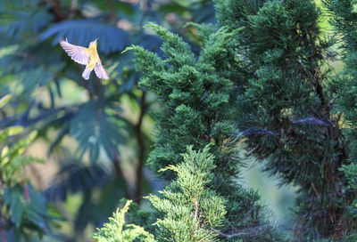 Close-up of fresh green leaves