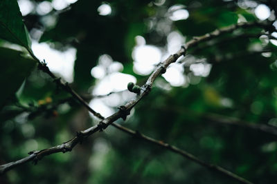 Low angle view of plant twig