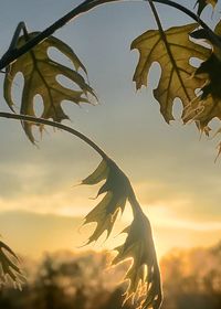 Close-up of leaves against sky during sunset