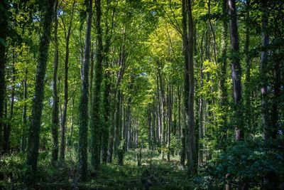 View of trees in forest