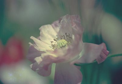 Close-up of flower against blurred background