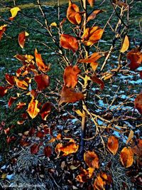 Autumn leaves on ground
