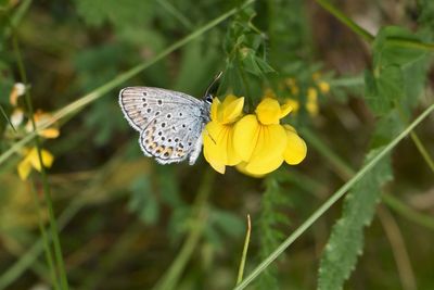 Close-up of butterfly pollinating on yellow flower