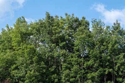 Trees growing in forest against sky