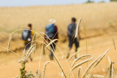 Close-up of wheat against friends walking on field