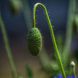 Close-up of green plant