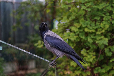 Close-up of bird perching on a tree