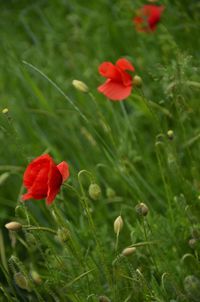 Close-up of red poppy blooming on field