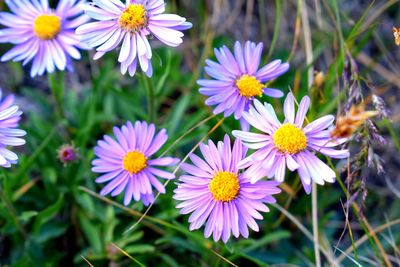 Close-up of purple flowering plants