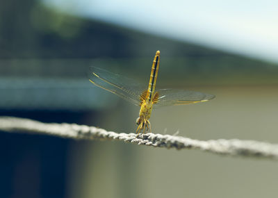 Closeup of a dragonfly with transparent wings, sitting on a string