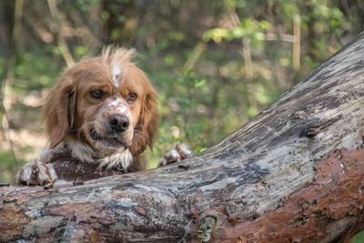 Portrait of a dog on wood