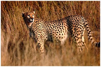 Side view of cheetah looking away