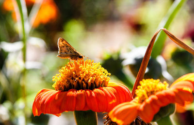 Close-up of bee on flower