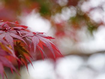 Close-up of red maple leaves on tree