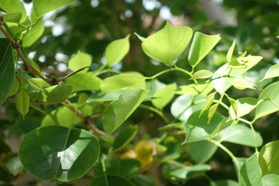 Close-up of green leaves