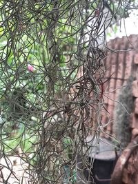 Close-up of plants against trees