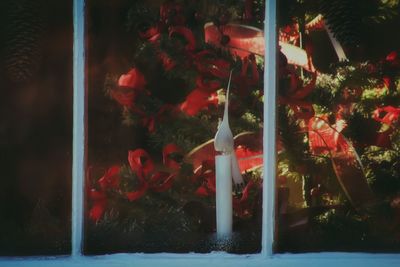 Close-up of plants at night