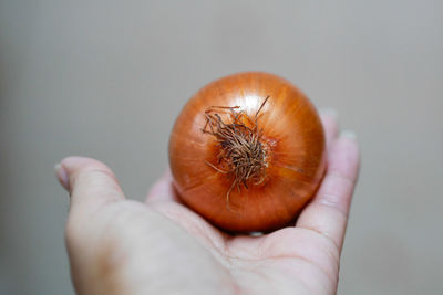 Close-up of hand holding apple