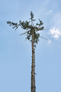 Low angle view of coconut palm tree against blue sky