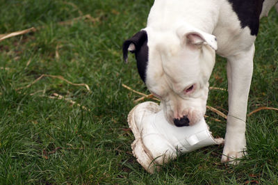 View of a dog lying on grass