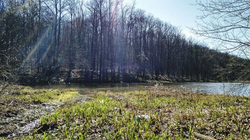 Scenic view of lake in forest against sky
