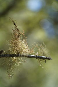 Lichens on wooden stick - sign of clean air quality 