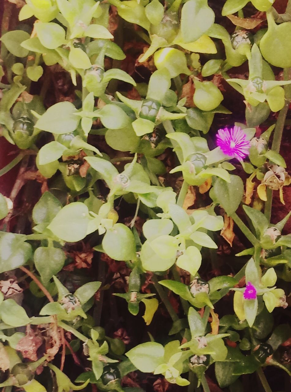 HIGH ANGLE VIEW OF PURPLE FLOWERING PLANTS ON PLANT