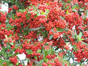 Close-up of plants