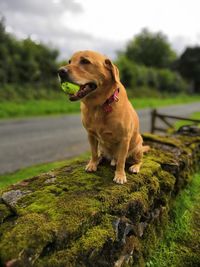 Dog looking away while sitting on grass