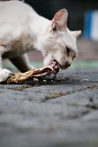 Close up photo of a cat enjoying grilled chicken lunch in front of the house