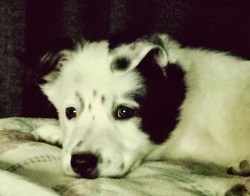 Close-up portrait of dog relaxing on bed