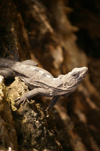 Close-up of lizard on rock