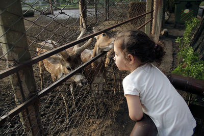 Girl standing behind a fence feeding goats in a zoo
