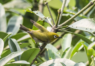 Close-up of bird perching on plant