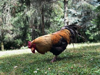 Close-up of rooster on field