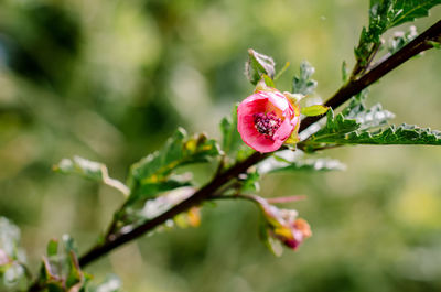 Close-up of pink flowering plant