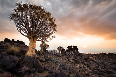 Trees on rock against sky during sunset