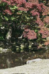 Scenic view of lake in forest