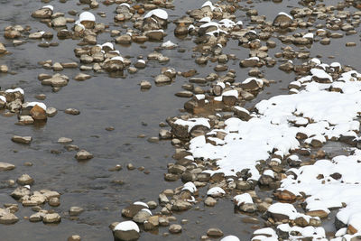 High angle view of shells on beach